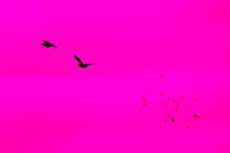 Orange-winged Parrot in pure flight returning to their nests, Toa Alta, Puerto Rico.の写真素材