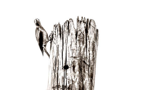 Puerto Rican Woodpecker, Toa Alta, Puerto Rico.の写真素材