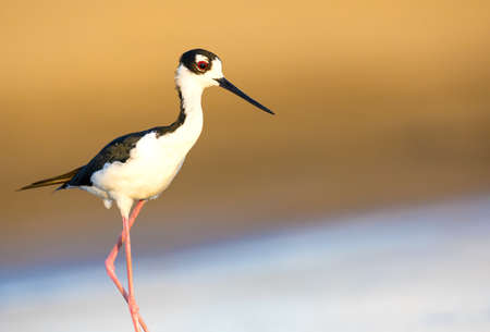 Black-Necked Still, Dorado, Puerto Rico.の写真素材