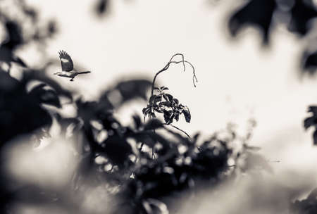 Northern Mockingbird, Toa Alta, Puerto Rico.の写真素材