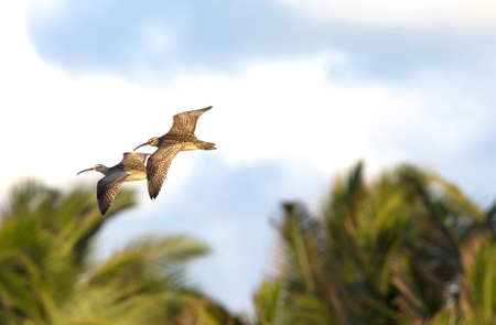 Whimbrel, Dorado, Puerto rico.の写真素材