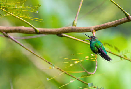 Puerto Rican Emerald, Toa Alta, Puerto Rico.の写真素材