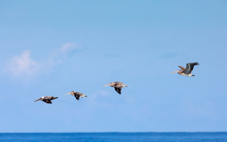 Pelicans, Sandy Beach, RincÃ³n, Puerto Rico.の写真素材