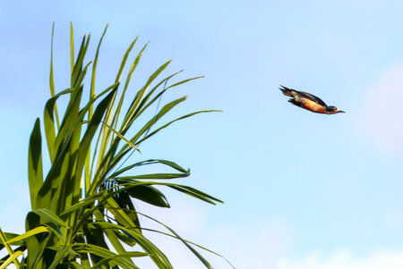 Puerto Rican Woodpecker, Toa Alta, Puerto Rico.の写真素材