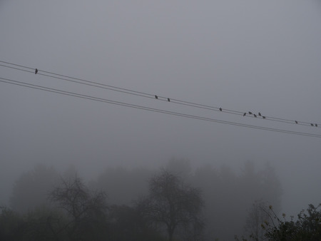 Birds on a power line in the fog in rural Germanyの写真素材