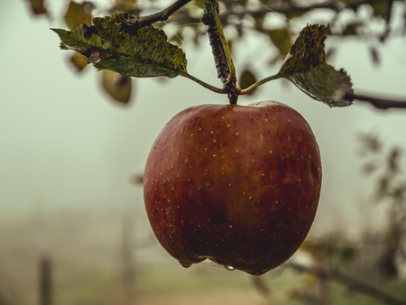 Delicious Ripe Apple hanging on a Treeの写真素材