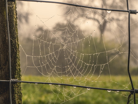 Wet Spider Web with Fence, dew and foggy backgroundの写真素材