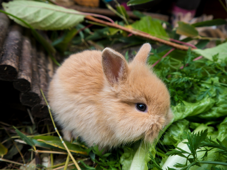 Cute baby rabbit eating vegetables close-upの写真素材