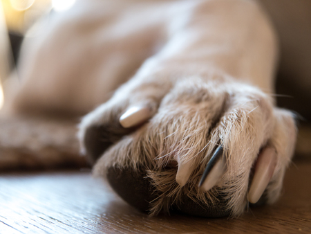 Closeup shot of a white dog's pawの写真素材