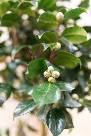 Closeup shot of a beautiful camelia flower with white budsの写真素材