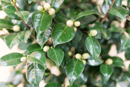 Closeup shot of a beautiful camelia flower with white buds