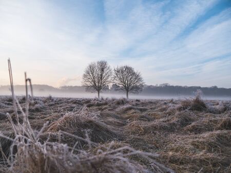 Foggy frozen field with two trees at sunriseの写真素材