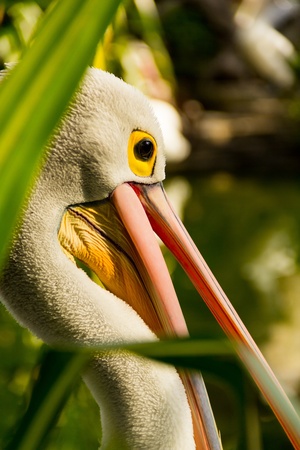 Pelican headの写真素材
