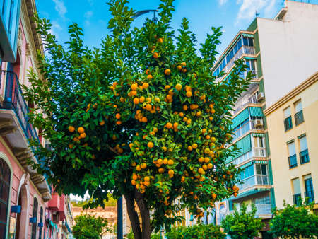 view of tangerine tree in a blue sky.の写真素材
