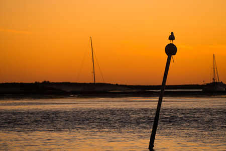 Seagull perched on post at sea.の写真素材