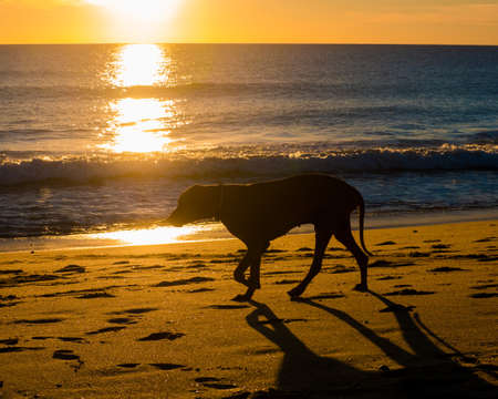 Silhouette of dog walking on the beach at sunset.の写真素材