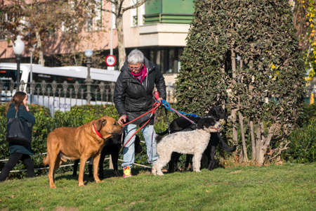Barcelona, Spain - 21 December, 2017: Old woman walking with dogs in Ciutadella park.のeditorial素材