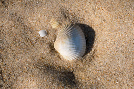 White shell on the beach sand with copy space.