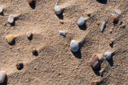 Group of shells on the beach sand with copy space.