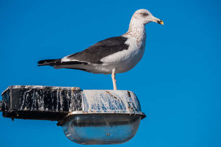 Close of seagull standing on a post Lamp.の写真素材