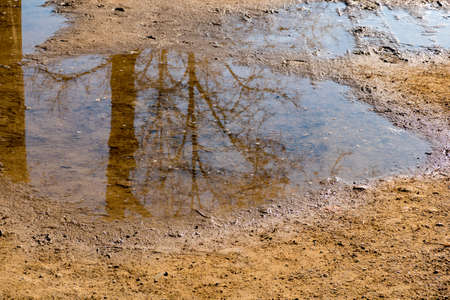 Reflection of tree in puddle.