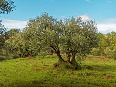 View of a Beautiful Green Olive Tree.の写真素材