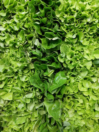 Full frame of fresh and green lettuce rows.