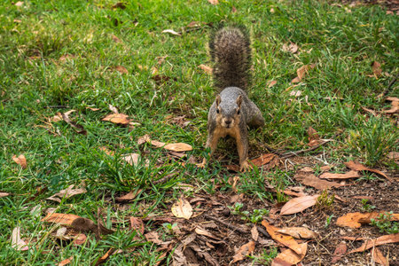 Squirrel view on the park floor looking at camera.の写真素材