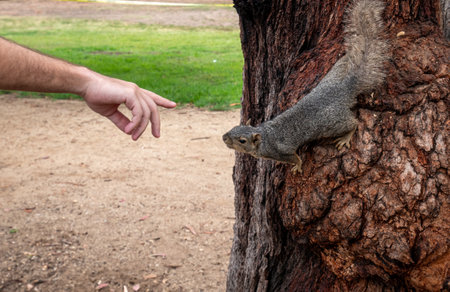 View of the hands of a man trying to touch a squirrel in a tree.