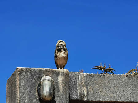 View of an owl on the wall with blue sky.の写真素材