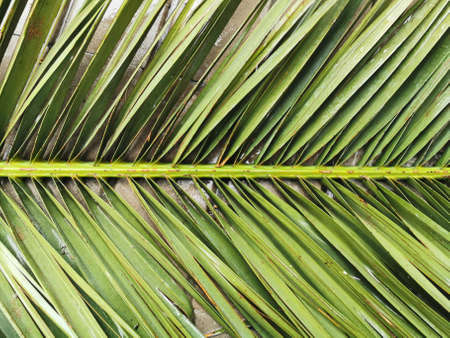 Close view of wet green palm leaves.の写真素材