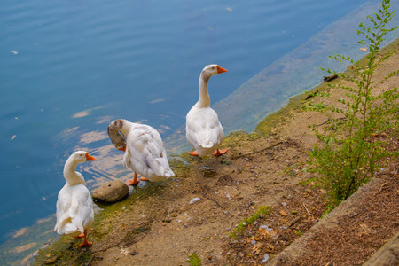 View of swans on the banks of the river Po in Turin.の写真素材