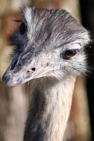 ostrich