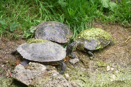 turtleの写真素材