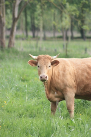 cowの写真素材