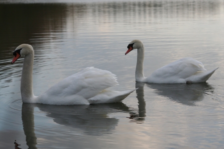 swanの写真素材