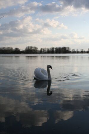 swanの写真素材