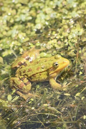 frogの写真素材