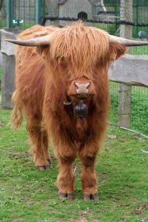 Highland Cattleの写真素材