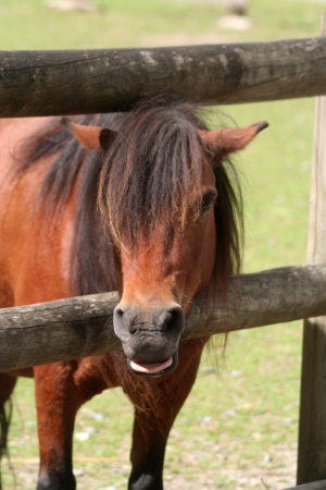 horseの写真素材
