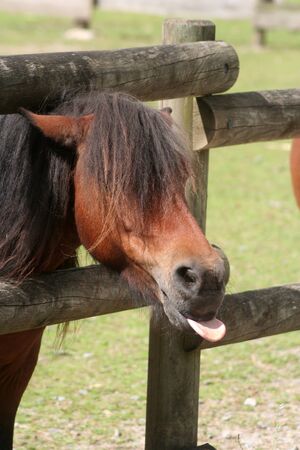 horseの写真素材