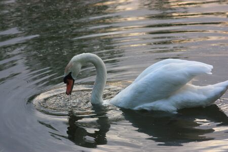 swanの写真素材