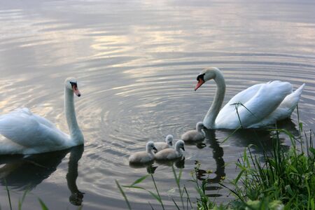 swanの写真素材