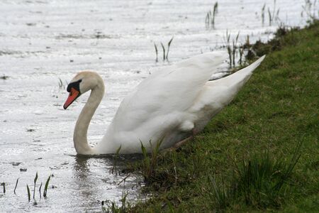 swanの写真素材