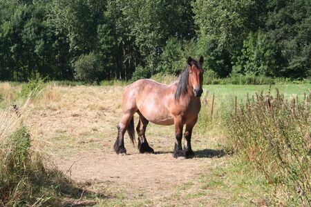 horseの写真素材