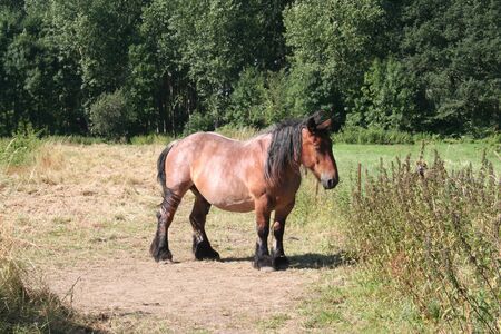 horseの写真素材