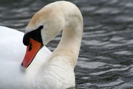 swanの写真素材