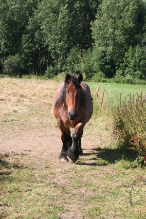 horseの写真素材