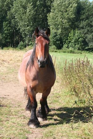horseの写真素材