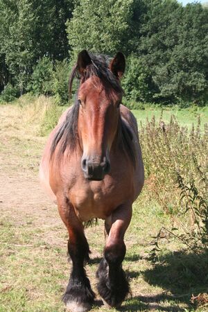 horseの写真素材